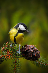 Wall Mural - Great Tit, Parus major, black and yellow songbird sitting on the nice lichen tree branch with cone, little bird in the nature forest habitat, Germany