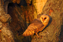 Barn Owl Sitting On Tree Trunk At The Evening With Nice Light Near The Nest Hole, Bird In The Nature Habitat, Hidden In The Tree, France