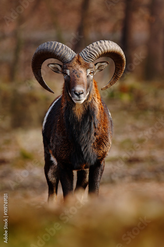 Mouflon, Ovis orientalis, forest horned animal in the nature habitat, portrai...