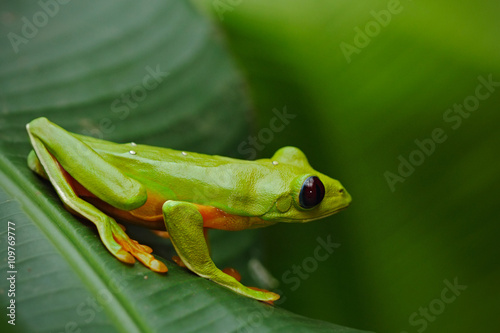Fototapeta na szkło Flying Leaf Frog, Agalychnis spurrelli, zielona żaba siedząca na liściach, żaba drzewna w naturalnym środowisku, Corcovado, Kostaryka