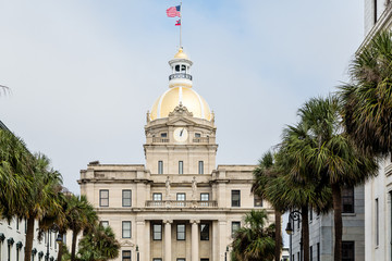 Wall Mural - Line of Palm Trees to City Hall