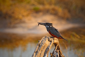 Giant Kingfisher, Megaceryle maxima, bird with kill fish, feeding food, in the nature river water habitat, Chobe National Park, Botswana, Africa