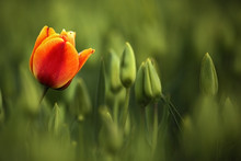 Red And Orange Tulip Bloom, Red Beautiful Tulips Field In Spring Time With Sunlight, Floral Background, Garden Scene, Holland, Netherlands