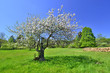 Kwitnące drzewo i krzyż - wiosna w Beskidzie Niskim