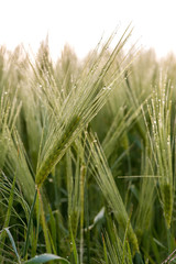 Cereal Plants, Barley, with different focus