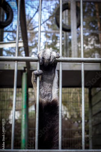 Fotografía  Affe in Gefangenschaft