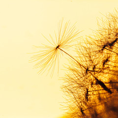  Dandelion seed macro image close up