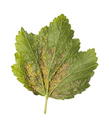 Berry infected leaf