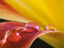 Water Drop On Lily Flower