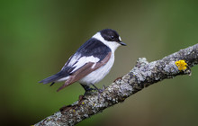 The Collared Flycatcher