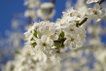 Wall Mural - cherry blossoms in early spring
