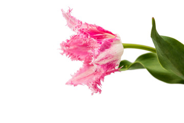 Sticker - pink tulip isolated