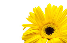 Yellow Chrysanthemum/Close Up Of Yellow Chrysanthemums On A White Background