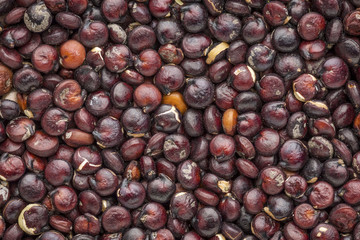 Canvas Print - black quinoa grain macro