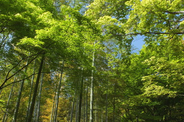 Fresh green bamboo forest