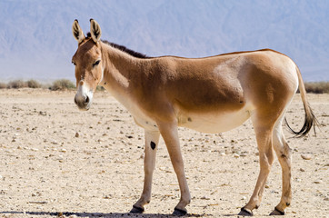 the onager (equus hemionus) is a brown asian wild donkey inhabiting nature reserve park near eilat