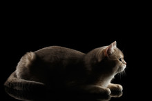 Side View Of Adorable British Cat Lying And Looking Forward Isolated On Black Background, Low Key