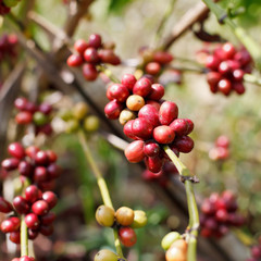 Wall Mural - Coffee beans ripening on tree