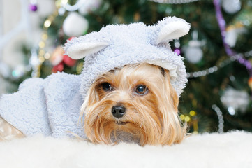  Cute Yorkshire Terrier in front of Christmas tree