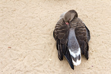 White-fronted Goose (brown Duck) Relax And Sleeping On The Sand
