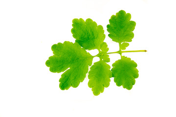 Celandine leaf (killwort) isolated on white background. Medical herb series.