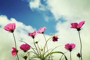 Wall Mural - Retro cosmos flowers field background.