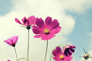 Wall Mural - Pink cosmos against bright sky, vintage flowers fields backgroun