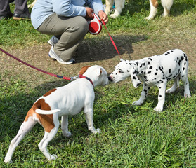 Young puppies making friends