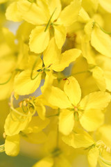 Wall Mural - Soft focus flowers background. Yellow flowers. Golden shower, Ca