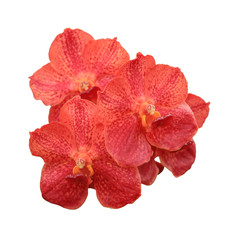 Wall Mural - red orange vanda orchid isolated on white background with clippi