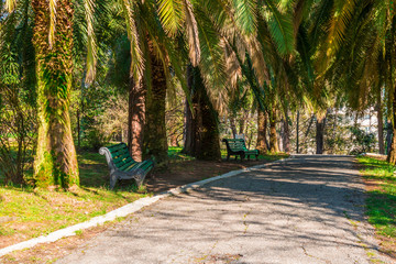 Two benches on the sunny summer alley in park.