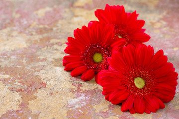 Red flower gerbera daisy on a wooden vintage background. Space f