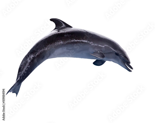 Photographie dark grey isolated doplhin in jump
