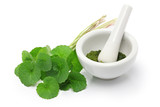 gotu kola, asiatic pennywort, centella asiatica, ayurveda herbal medicine