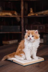 Kitten scottish fold breed