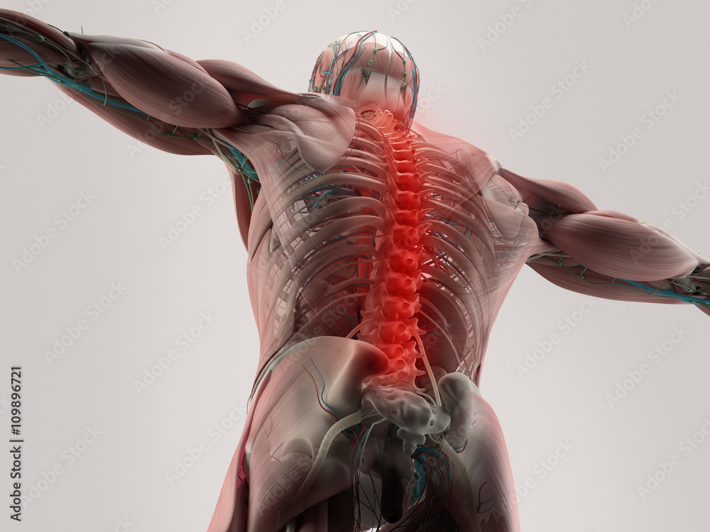 Human anatomy, spine, back pain. 3D illustration. Stock Illustration ...