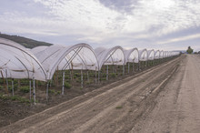 Hoop Tents Over Raspberry Vines Growing