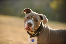 American Pit Bull Terrier Wearing Collar And Blue Tag