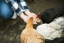 Chickens Eat Grain With Women's Hands