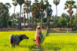 Buffalo in Rice field Siem Reap, Cambodia Apr 2016