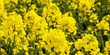 Frühling, Rapsblüten (Brassica napus)