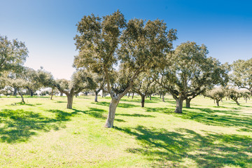 Green grass on a golf field