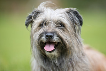 Poster - Happy and smiling dog