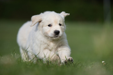 Sticker - Young golden retriever puppy