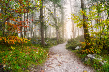 Wall Mural - landscape with autumn forest