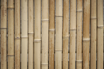  Bamboo pattern
