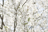 Fototapeta Kwiaty - Białe kwiaty kwitnącej śliwy wczesną wiosną w Polsce