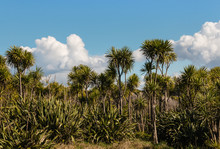 Cabbage Trees And New Zealand Flax Bush