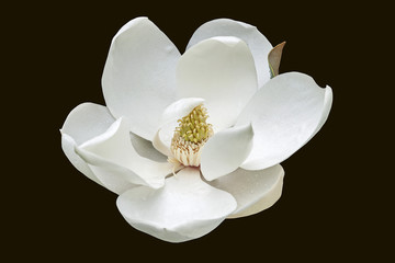 Wall Mural - Southern magnolia (Magnolia grandiflora). Called  Evegreen Magnolia, Bull Bay, Bullbay Magnolia, Laurel Magnolia and Loblolly Magnolia also. Close up image of flower isolated on black background