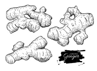 Vector hand drawn Ginger root set. Engraved style illustration.